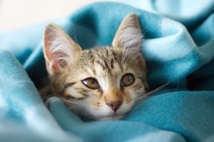 cute kitten in a blue blanket