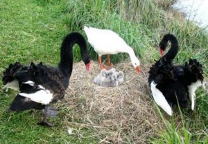 Thomas the goose, partners & chicks