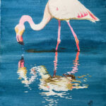 flamingo reflection 