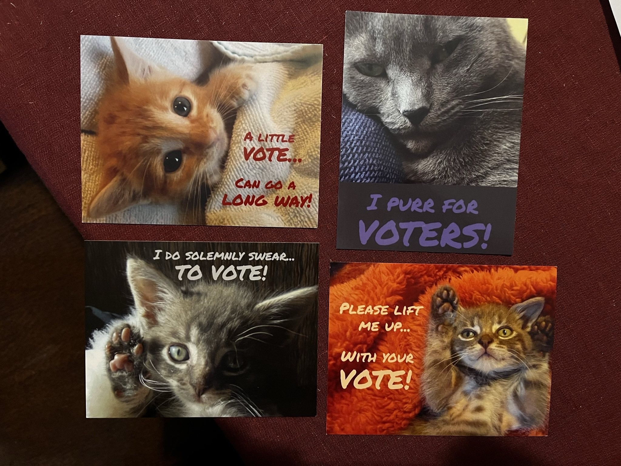 cute cat GOTV postcards