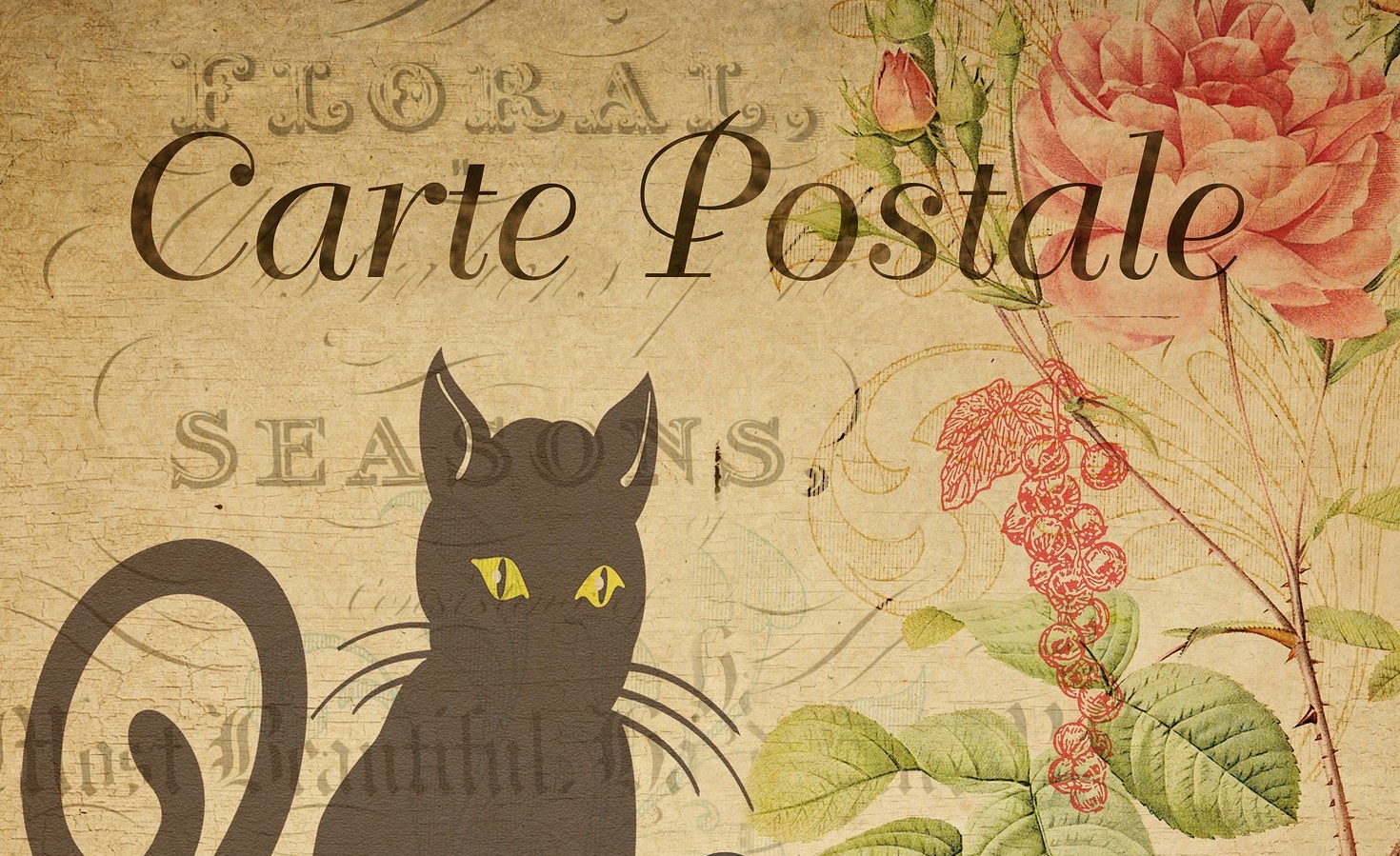 Carte Postale with black cat illustration