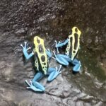 blue and yellow frogs at the National Aquarium, Baltimore, MD