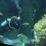 diver and fish at the National Aquarium, Baltimore, MD