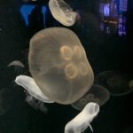 jellyfish at the National Aquarium, Baltimore, MD